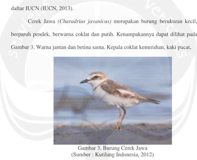 Gambar 3. Burung Cerek Jawa (Sumber : Kutilang Indonesia, 2012)
