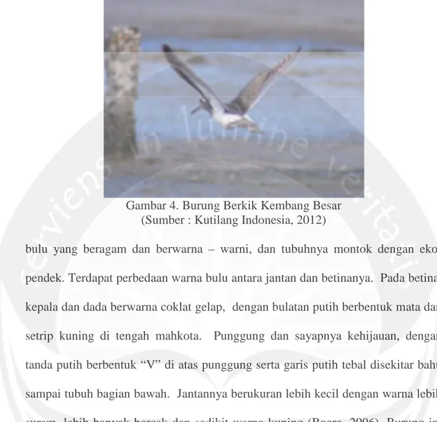 Gambar 4. Burung Berkik Kembang Besar (Sumber : Kutilang Indonesia, 2012)