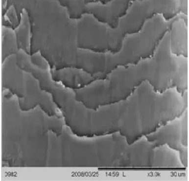 Gambar 2.6  Mikrograf  scanning electron microscopy  kutikula rambut dengan  3000 kali perbesaran (Barel, dkk., 2001)