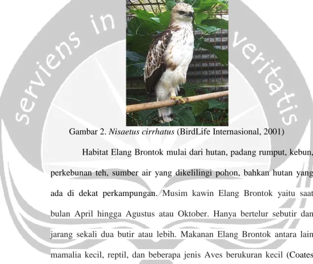 Gambar 2. Nisaetus cirrhatus (BirdLife Internasional, 2001) 