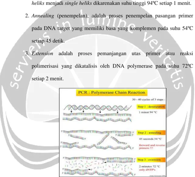 Gambar 3. Siklus Polymerase Chain Reaction Melalui 3 Tahap   (Lakowicz, 1983). 