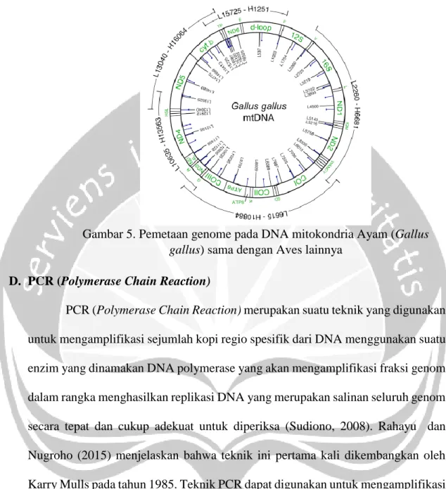 Gambar 5. Pemetaan genome pada DNA mitokondria Ayam (Gallus  gallus) sama dengan Aves lainnya  