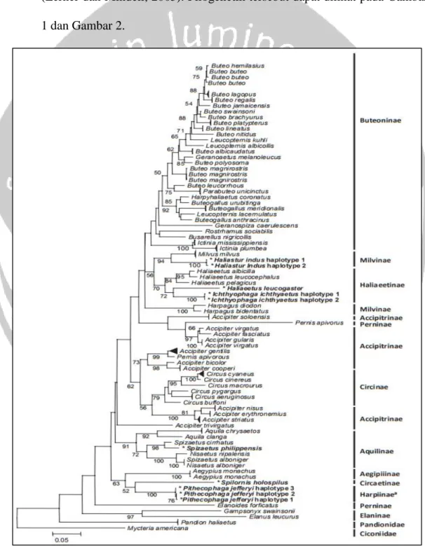 Gambar 1. Kemungkinan filogeni maximum-likelihood yang disimpulkan dari  urutan gen COI 629-bp 