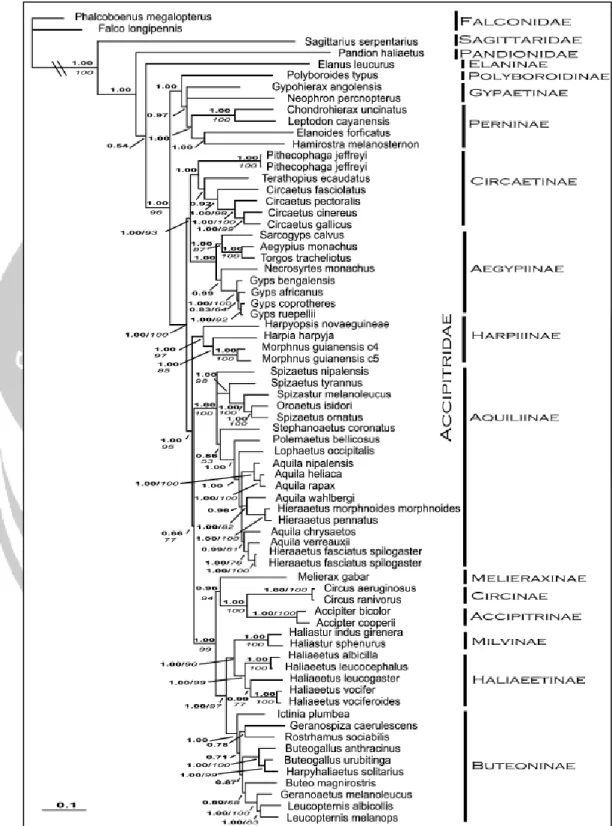 Gambar 2. Filogenetik Accipitridae berdasarkan sekuen cyt-b dan ND2 dan inti b- b-fibrinogen intron 7.