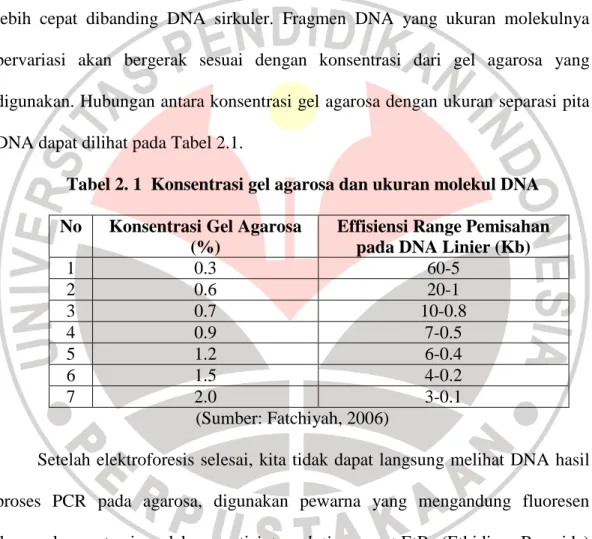 Tabel 2. 1  Konsentrasi gel agarosa dan ukuran molekul DNA  No  Konsentrasi Gel Agarosa 