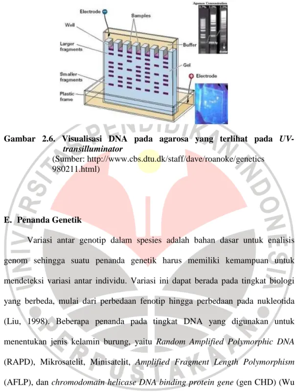 Gambar  2.6.  Visualisasi  DNA  pada  agarosa  yang  terlihat  pada  UV- UV-transilluminator 