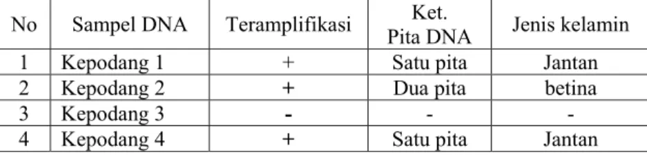 Tabel 1. Hasil analisis DNA sexing menggunakan penanda P2 dan P8 