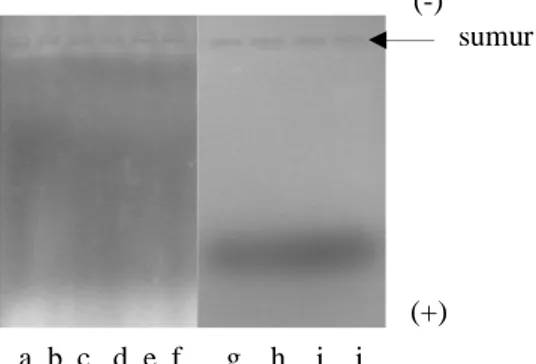 Gambar  2  Hasil  metode  ekstraksi  DNA  total  bulu burung perkutut menggunakan  Digestion  buffer:  (a)  JTN1d,  (b)  JTN2d,  (c)  JTNBE1d,  (d)  JTNBS3d,  (e)  JTN42d,  (f)  BTN1,  (g) BTN2d, (h) BTN3d, (i) BTN4d,  (j) BTN50d         a     b   c    d  