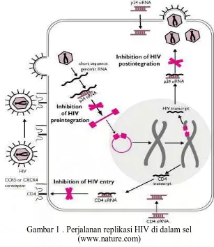 Gambar 1 . Perjalanan replikasi HIV di dalam sel (www.nature.com) 
