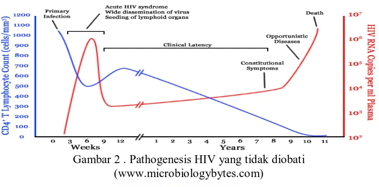 Gambar 2 . Pathogenesis HIV yang tidak diobati (www.microbiologybytes.com) 