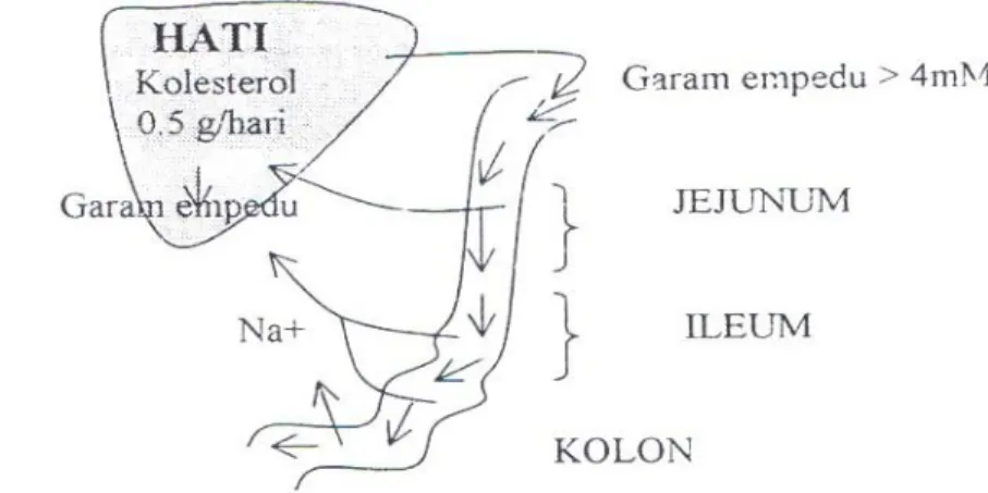 Gambar 2. Mekanisme Skematik Sirkulasi Hepatik Asam Empedu (Nakazawa dan Hosono, 1992) 