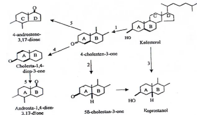 Gambar  3  dan  Tabel  2  menunjukkan  metabolisme  kolesterol  oleh  bakteri  usus  menghasilkan  koprostanol