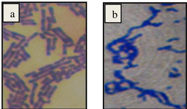 Gambar  7.    Morfologi  (a)  S.  aureus  ATCC  25923  (b)  E.  coli  ATCC  25922  dan        (c) S