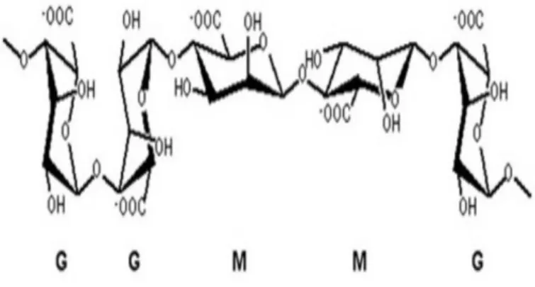 Gambar 3. Ikatan monomer-monomer alginat 