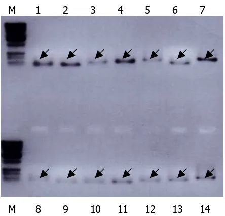Figure 2. Gel electrophoresis of fourteen isolated fragments. M = marker (1 kb ladder), and numbers and arrows correspond to the bands that were isolated