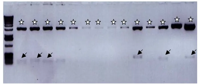 Figure 3.  Gel electrophoresis of recombinant plasmid DNA after digested by EcoRI.  Stars are symbol for bands of p-GEMT easy vector and the arrows correspond to the bands of DNA insert