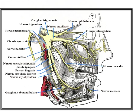 Gambar 1. Anatomi nervus trigeminus.Coutsoukis P. The trigeminal nerve.  2007 < http://www.theodora.com/anatomy/the trigeminal nerve.html>