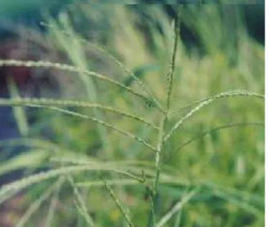 Gambar 2. Rumput Kembangan (Digitaria microbachne (Presl.) Henr) 