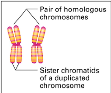 Gambar 2. Sepasang Kromosom 
