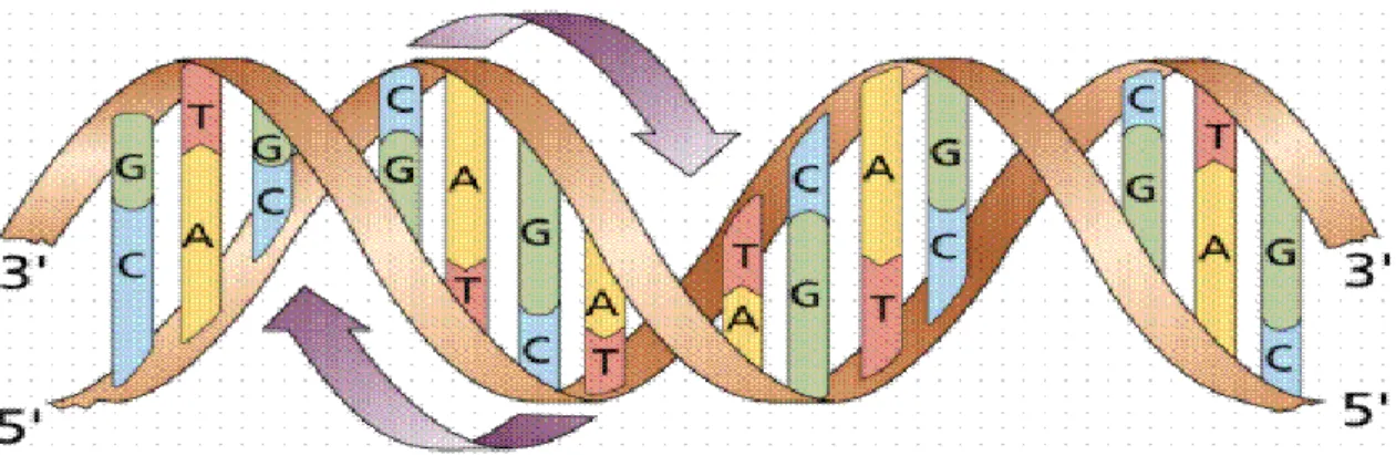 Gambar 5.  DNA 