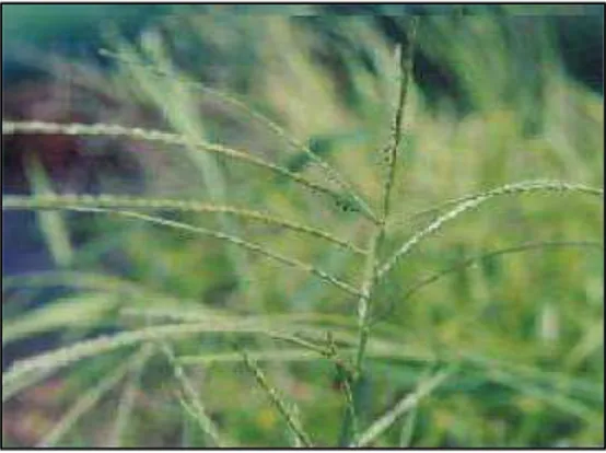 Gambar 3. Rumput Kembangan (Digitaria microbachne (Presl.) Henr) 