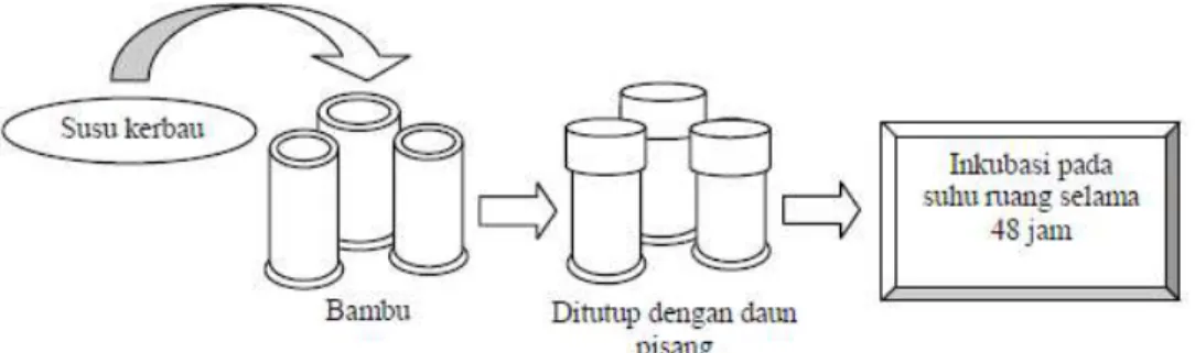 Gambar 1. Proses Pembuatan Dadih Secara Tradisional (Sirait 1993). 