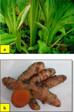 Gambar 2 Morfologi tanaman (a) dan                       rimpang kunyit (b) 