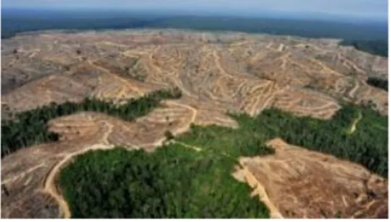 Gambar 1. Kondisi Deforestasi pada Hutan  Indonesia 