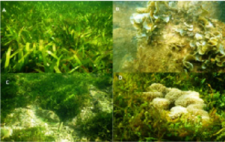 Gambar 3. Komposisi lamun yang ditemukan di perairan  Pulau Rambut. Th = Thalassia hemprichii Cs = Cymodocea 
