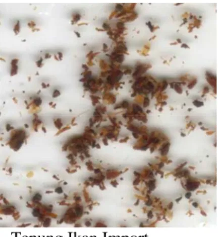 Gambar 1. Foto tepung ikan lokan dan tepung ikan import difoto dengan  stereomikroskopis pembesaran 100 x (M