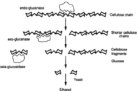 Gambar 2.4. Aktivitas Enzim dalam Hidrolisis Selulosa (Wyman, 1994)  Hidrolisis  enzimatis  memanfaatkan  3  kelompok  enzim  untuk  berfungsi  dengan  baik  (Lihat  Gambar  2.4)