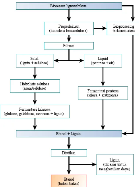 Gambar 2.2. Tahapan dalam Produksi Bioetanol Secara Umum (Joshi et al. 2011)  Untuk biomassa  lignoselulosa herbal, proses enzimatis  lebih cocok (Foust et  al