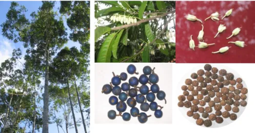 Gambar 1. Morfologi pohon, bunga, buah dan biji ganitri 