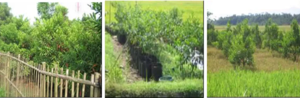Gambar 3.  Tegakan ganitri di Kebumen (kiri) dan Areal sawah yang dijadikan  lokasi pembibitan (tengah) dan penanaman ganitri (kanan) 