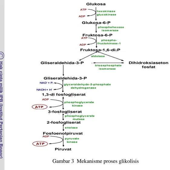 Gambar 3 Mekanisme proses glikolisis