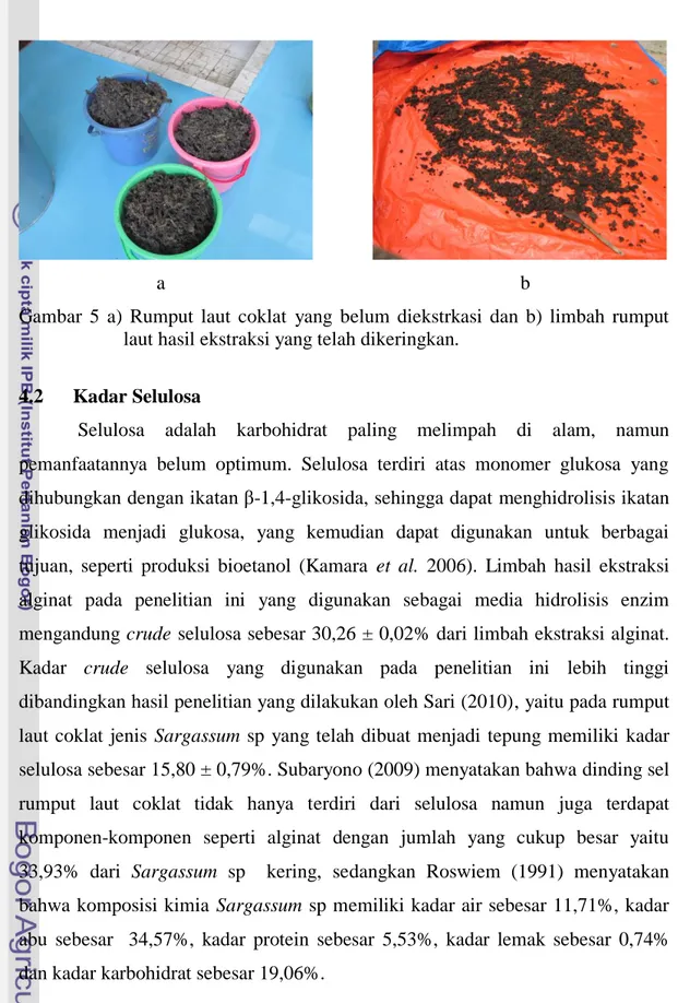 Gambar  5  a)  Rumput  laut  coklat  yang  belum  diekstrkasi  dan  b)  limbah  rumput   laut hasil ekstraksi yang telah dikeringkan