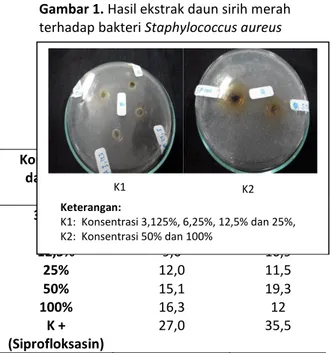 Gambar 1. Hasil ekstrak daun sirih merah  terhadap bakteri Staphylococcus aureus 