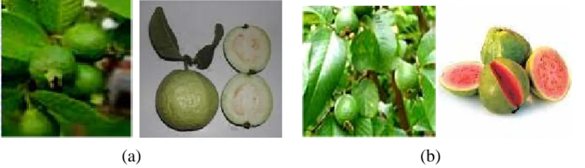 Gambar daun dan buah  P. guajava berdaging-buah putih (a) dan P. guajava berdaging- berdaging-buah merah (b)