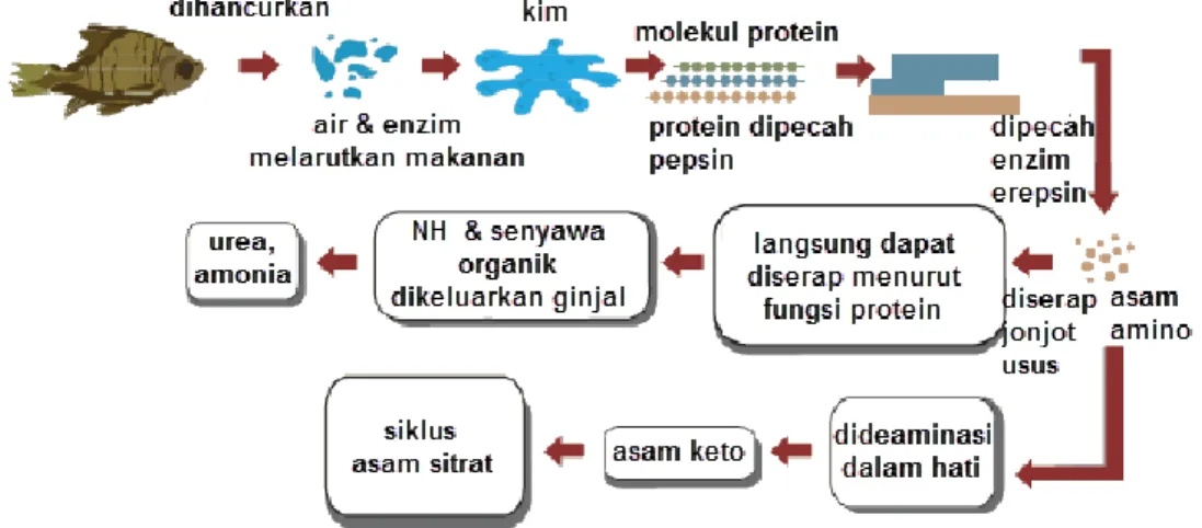 Gambar 161.Proses pencernaan protein dalam tubuh  Sumber: mikirbae.com 
