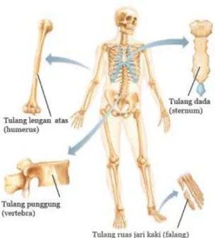 Gambar 2.37. Macam Tulang Berdasarkan Bentuk dan Ukurannya  Sumber: Shier et al. 2010