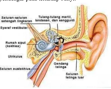 Gambar  bagian-bagian telinga 