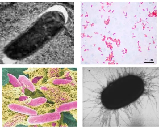 Gambar 3. Morfologi Escherichia coli  (Sumber. http://commons.wikimedia.org)         [30 April 2008] 