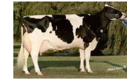 Gambar 1    Sapi perah jenis Friesian Holstein (FH). 