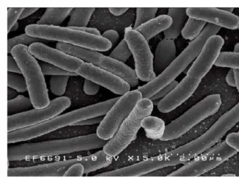 Gambar 2  Escherichia coli. 
