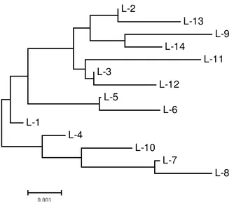 Figure 4. Phylogenetic tree showing the genetic distances of haplotypes olive ridley populations in the Birdhead of Papua and the Lesser Sunda regions