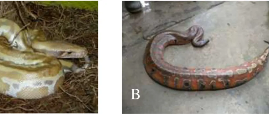 Gambar 2.1. Python brongersmai A. Dokumentasi Pribadi, dan  B. Dokumentasi Siregar (2012) 