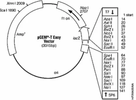 Gambar 4. Vektor pengklonan pGEM® –T Easy  