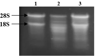 Gambar 7. Pita cDNA ekson1-ekson2 dari aktin yang dihasilkan dari PCR menggunakan  cetakan cDNA dari  daun tua (1), daun pucuk (2) dan akar (3)  