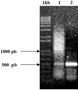 Gambar 8. Pita fragmen cDNA MaMfs hasil amplifikasi dengan teknik PCR menggunakan cetakan cDNA sampel daun (1) dan sampel akar (2)  