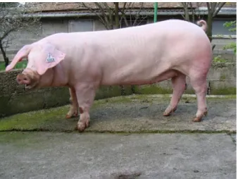 Gambar 2.1 American Landrace (Kitsteiner, 2014) 